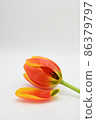 Orange tulip flower loosing its petal. 86379797