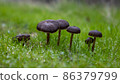 Wild black mushrooms grow on dewy morning grass. 86379799