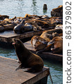 Sea lion growling in front of many others sleeping.   86379802