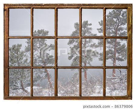 pine trees in heavy winter snowstorm 86379806