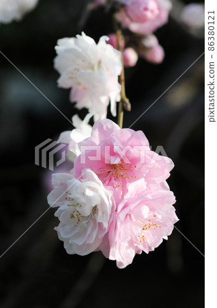 White and pink flowers, flower peach White and pink flowers, flower peach 86380121