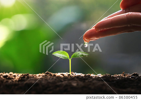 hand watering to small tree with sunshine. earth day eco concept hand watering to small tree with sunshine. earth day eco concept 86380455