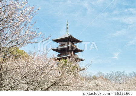 Plum blossoms and five-storied pagoda | Bitchū Kokubunji Plum blossoms and five-storied pagoda | Bitchū Kokubunji 86381663