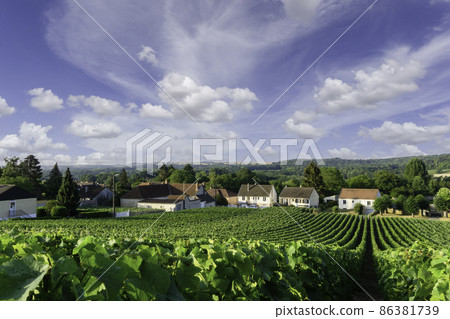 In the Champagne vineyards of Montagne de Reims, Reims, France, row vine grapes. 86381739