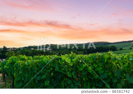 In the Champagne vineyards of Montagne de Reims, Reims, France, row vine grapes. In the Champagne vineyards of Montagne de Reims, Reims, France, row vine grapes. 86381742