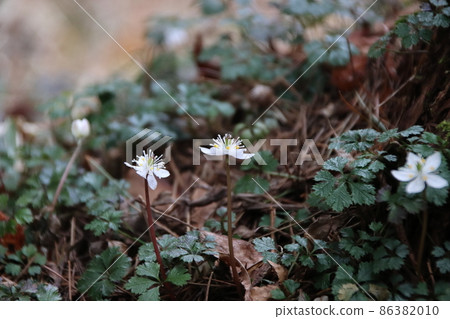 白花人的白花 86382010