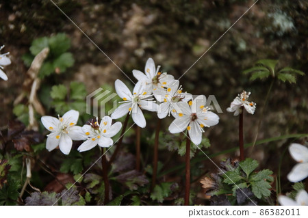 白花人的白花 86382011