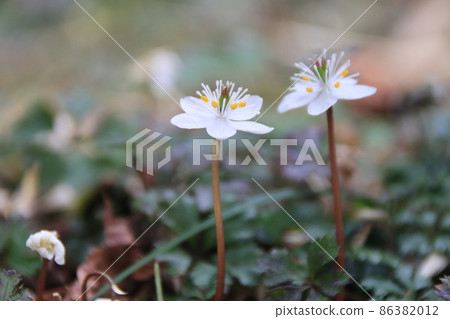 白花人的白花 86382012