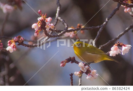 和歌山縣田邊市高山寺站在櫻花樹上的白眼 86382424