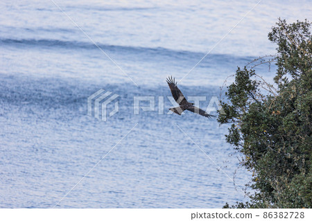 A bird flying over the sea, a black kite A bird flying over the sea, a black kite 86382728