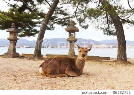 宮島（嚴島）的鹿 86382792