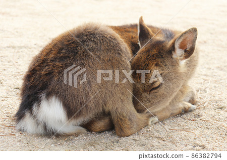 宮島（嚴島）的睡鹿 86382794