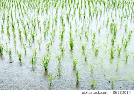 Paddy field - rice planting 86383014
