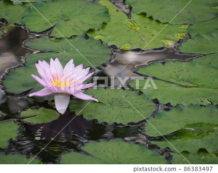 Tropical water lily Tropical water lily 86383497