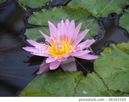 Tropical water lily Tropical water lily 86383500