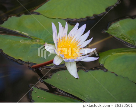 Tropical water lily 86383501