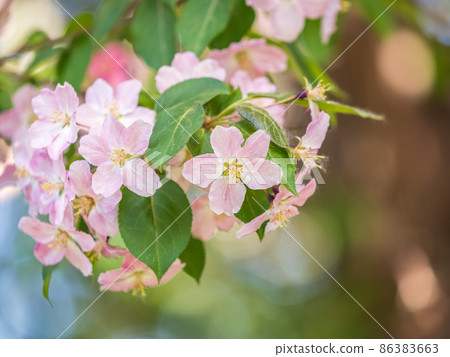 Fresh pink flowers of a blossoming apple tree with blured background Fresh pink flowers of a blossoming apple tree with blured background 86383663