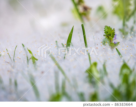 White Poplar fluff lies on the green grass, concept poplar allergy. 86383664
