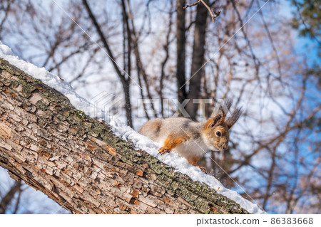 Squirrel in winter sits on a tree trunk with snow Squirrel in winter sits on a tree trunk with snow 86383668