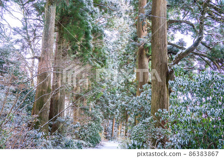 《Kanagawa Prefecture》 Hakone Old Highway Cedar Avenue of Nikko / Snowscape 《Kanagawa Prefecture》 Hakone Old Highway Cedar Avenue of Nikko / Snowscape 86383867