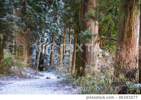 《Kanagawa Prefecture》 Hakone Old Highway Cedar Avenue of Nikko / Snowscape 86383877