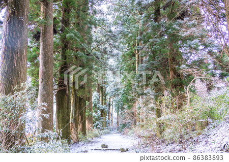《神奈川縣》箱根舊高速公路 日光雪松大道 / Snowscape 《神奈川縣》箱根舊高速公路 日光雪松大道 / Snowscape 86383893