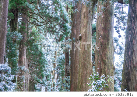 《Kanagawa Prefecture》 Hakone Old Highway Cedar Avenue of Nikko / Snowscape 86383912