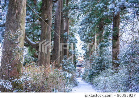 《Kanagawa Prefecture》 Hakone Old Highway Cedar Avenue of Nikko / Snowscape 《Kanagawa Prefecture》 Hakone Old Highway Cedar Avenue of Nikko / Snowscape 86383927
