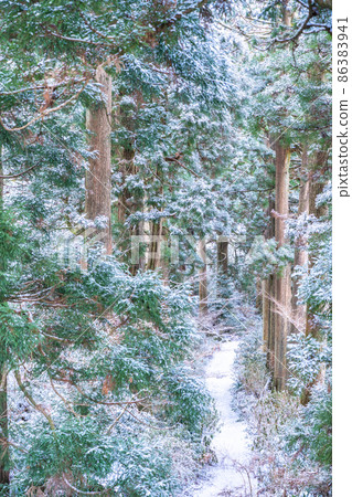 《神奈川縣》箱根舊高速公路 日光雪松大道 / Snowscape 86383941