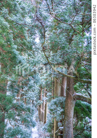 《神奈川縣》箱根舊高速公路 日光雪松大道 / Snowscape 86383942