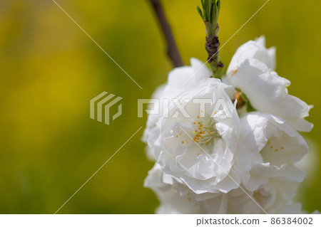 White peach blossoms blooming back to back 86384002