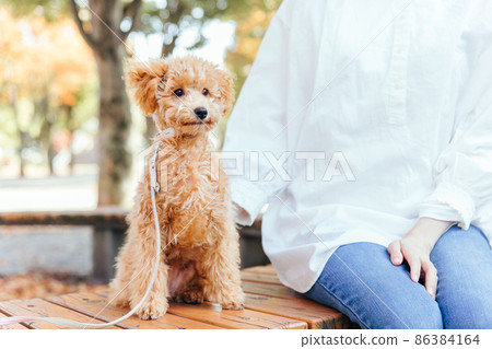 Dog walking in the park (sitting) Dog walking in the park (sitting) 86384164