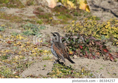 Thrush roaming the ground in a Japanese park in winter 86384257