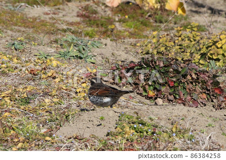 Thrush roaming the ground in a Japanese park in winter 86384258