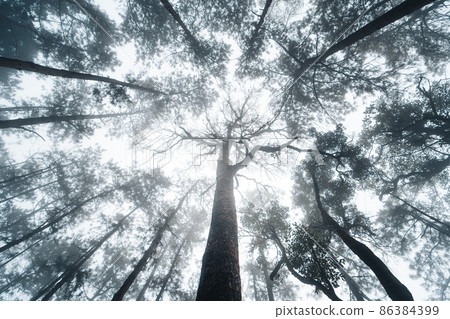 misty forest and pine trees misty forest and pine trees 86384399