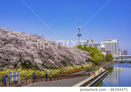Cherry blossoms blooming Sarue Onshi Park, cherry blossom trees along the Yokojikken River and Tokyo Sky Tree (March 2021) 86384471