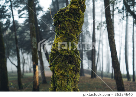 old trees and moss in the rainforest 86384640