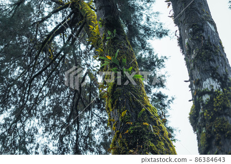 old trees and moss in the rainforest 86384643