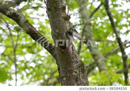 Chestnut-cheeked nest 86384830