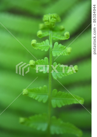 fern leaves on green background 86384944