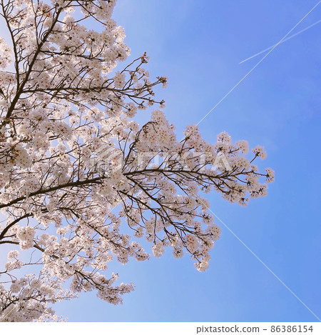 Cherry blossoms and contrails looking up from below Cherry blossoms and contrails looking up from below 86386154