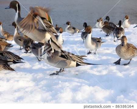 Winter bird migratory bird duck 86386164