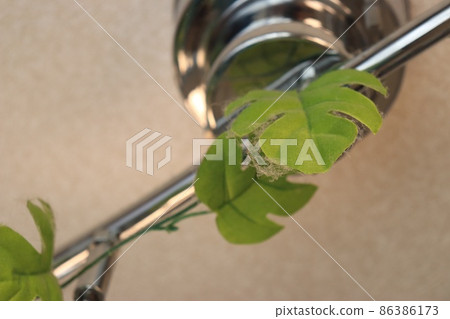 Fake green dust Fake green dust 86386173