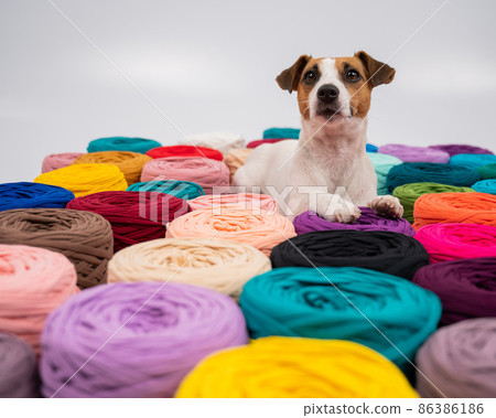 Close-up of Jack Russell Terrier dog among multi-colored cotton skeins. 86386186