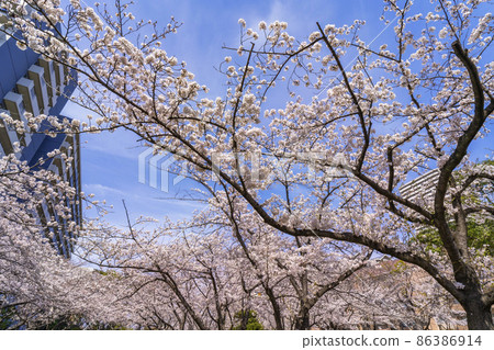 Cherry blossom blooming Ojima Komatsugawa Park / Seasonal Square Scenery (March 2021) 86386914