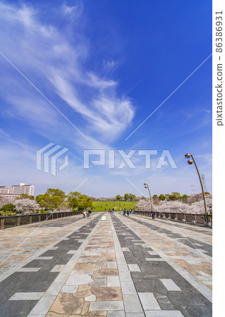Cherry blossom blooming Oshima Komatsugawa Park, Momiji Ohashi and the open space of freedom (March 2021) 86386931