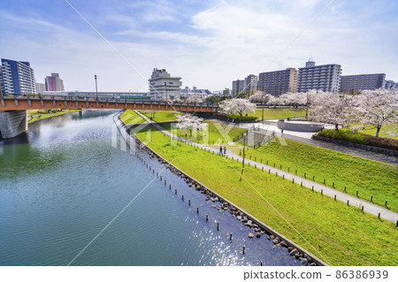 View of the Kyunaka River from the cherry blossoms of Oshima Komatsugawa Park and Momiji Ohashi (March 2021) 86386939