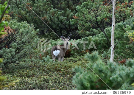 Flowers and deer 86386979