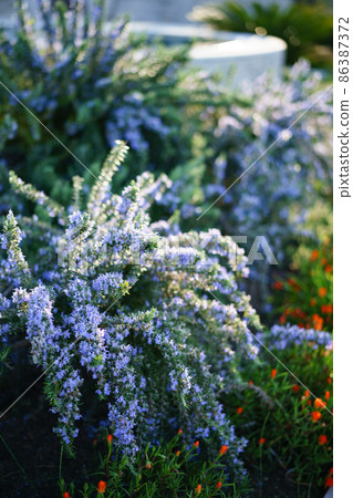 Blooming rosemary bush on a green lawn 86387372