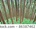 新鮮的綠色自然景觀，一棵樹 86387462